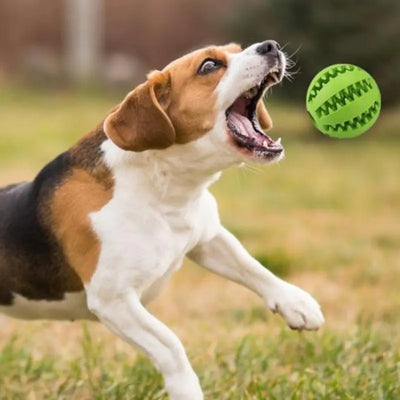 Rubber Ball Dog Toy