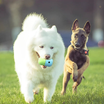 Treat Dispensing Pet Toy